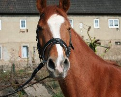 Pferd Max (Deutsches Reitpony, 2008, von Messino)