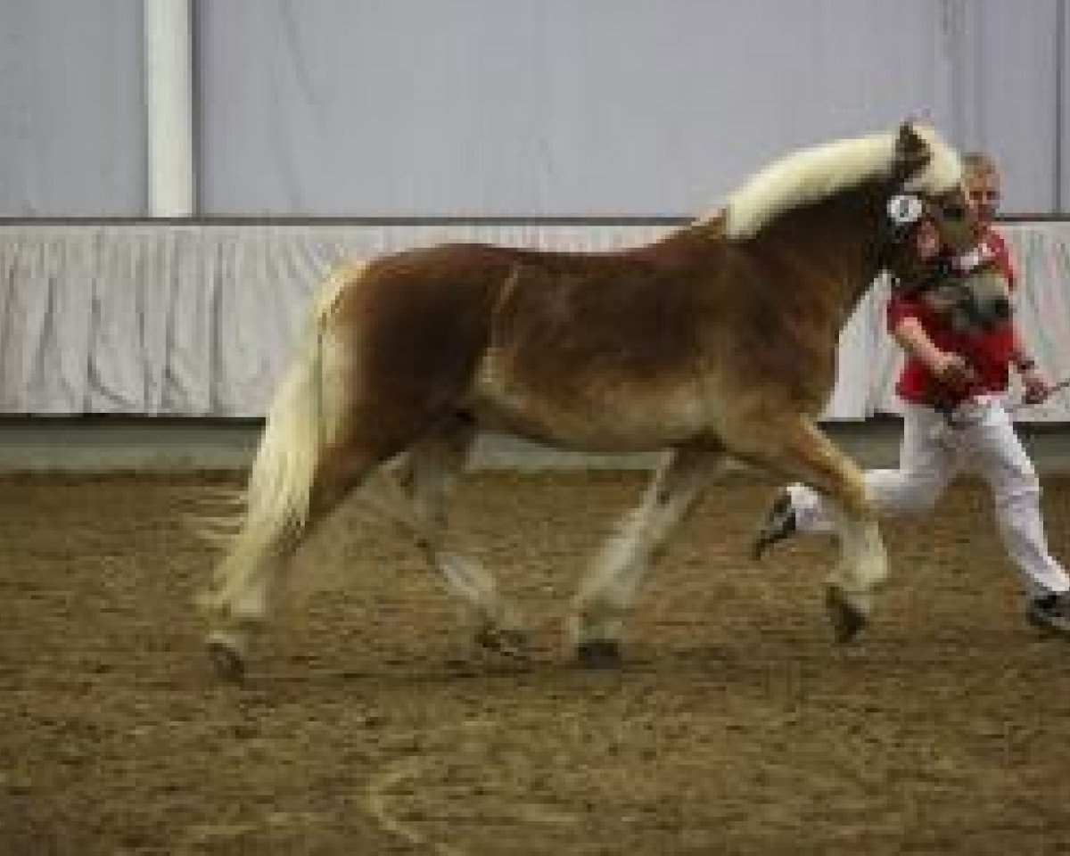 stallion Hengst von Helmut (Rhenish-German Cold-Blood, 2011, from Helmut)