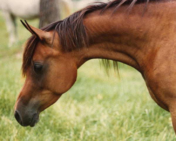 broodmare Ansata Nile Queen ox (Arabian thoroughbred, 1969, from Ansata Ibn Sudan ox)