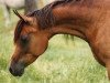 broodmare Ansata Nile Queen ox (Arabian thoroughbred, 1969, from Ansata Ibn Sudan ox)