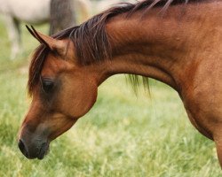 broodmare Ansata Nile Queen ox (Arabian thoroughbred, 1969, from Ansata Ibn Sudan ox)