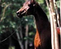 broodmare Sehnab ox (Arabian thoroughbred, 1978, from Jamil ox)