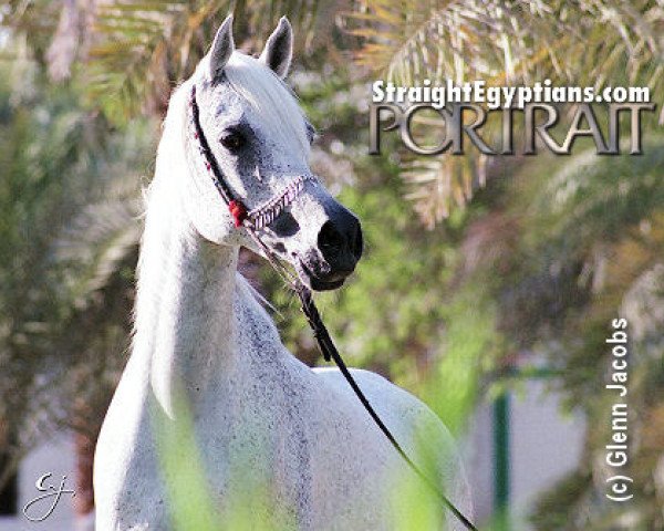 broodmare Seneca ox (Arabian thoroughbred, 1993, from Salaa El Dine EAO)