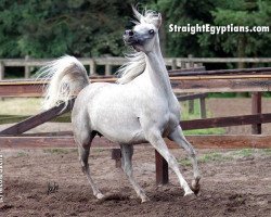 broodmare NK Nadirah ox (Arabian thoroughbred, 2000, from Adnan EAO)