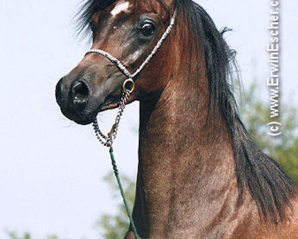 horse NK Nadeer ox (Arabian purebred, 2005, from NK Hafid Jamil EAO)