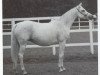 broodmare Ansata Prima Rose ox (Arabian thoroughbred, 1985, from Jamil ox)