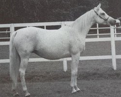 broodmare Ansata Prima Rose ox (Arabian thoroughbred, 1985, from Jamil ox)