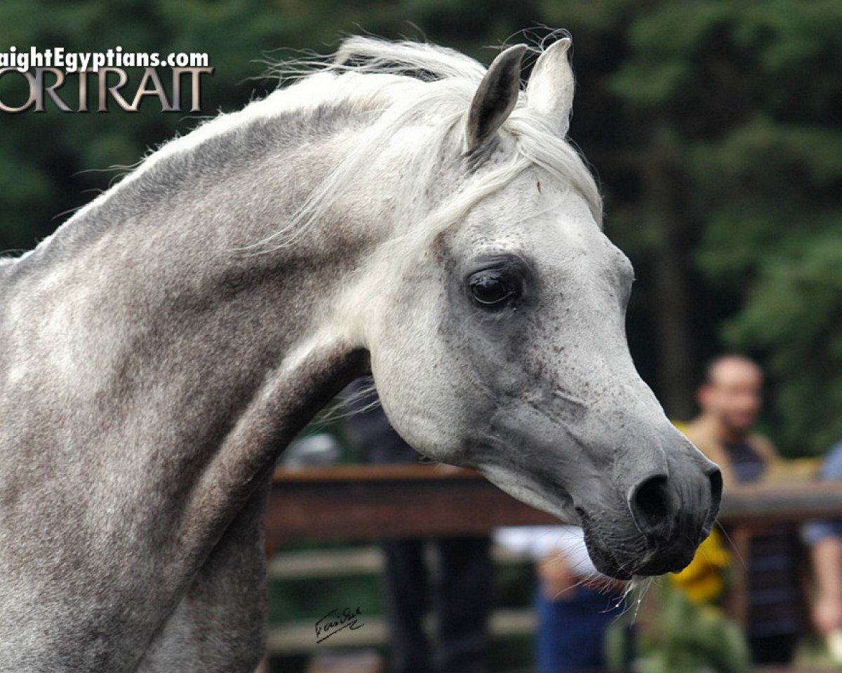 stallion NK Hafid Jamil EAO (Arabian purebred, 1996, from Ibn Nejdy EAO)