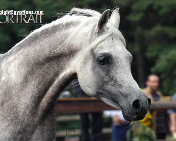 stallion NK Hafid Jamil EAO (Arabian thoroughbred, 1996, from Ibn Nejdy EAO)