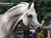 stallion NK Hafid Jamil EAO (Arabian thoroughbred, 1996, from Ibn Nejdy EAO)