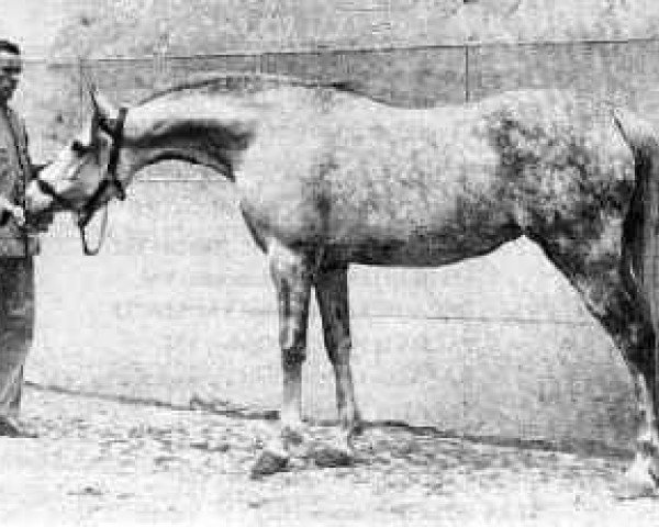 Zuchtstute Reyna ox (Vollblutaraber, 1925, von Skowronek 1909 ox)