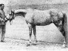 broodmare Reyna ox (Arabian thoroughbred, 1925, from Skowronek 1909 ox)