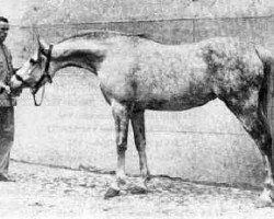 Zuchtstute Reyna ox (Vollblutaraber, 1925, von Skowronek 1909 ox)