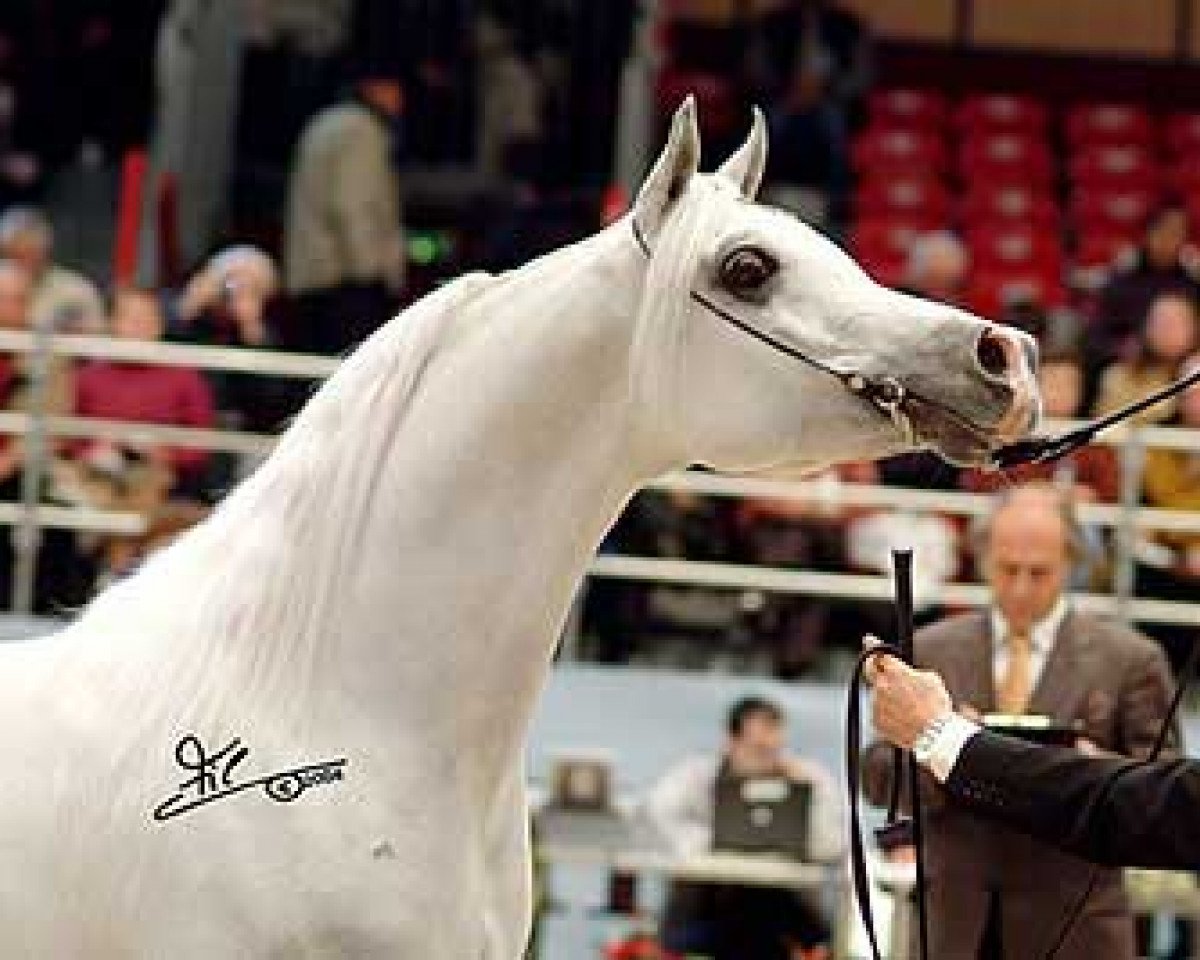 horse Hlayyil Ramadan ox (Arabian purebred, 1996, from Kamar El Zaman ox)