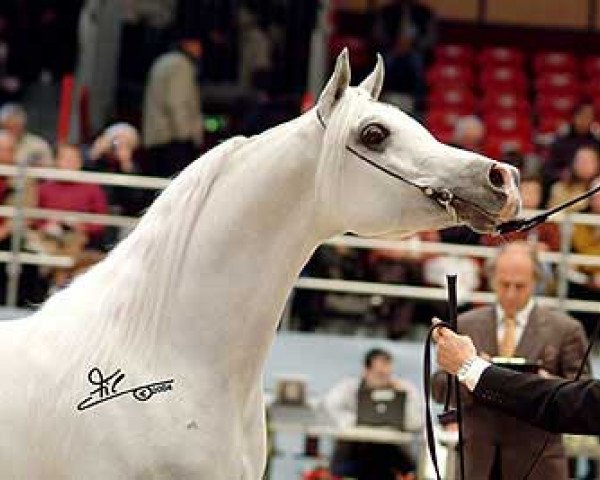 horse Hlayyil Ramadan ox (Arabian thoroughbred, 1996, from Kamar El Zaman ox)