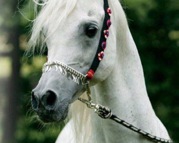 stallion Salaa El Dine EAO (Arabian thoroughbred, 1985, from Ansata Halim Shah ox)