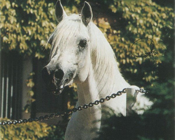 stallion Lohim ox (Arabian thoroughbred, 1990, from Ansata Halim Shah ox)