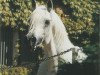 stallion Lohim ox (Arabian thoroughbred, 1990, from Ansata Halim Shah ox)