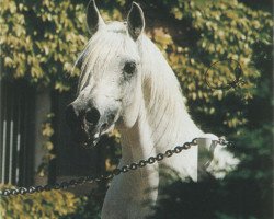 stallion Lohim ox (Arabian thoroughbred, 1990, from Ansata Halim Shah ox)