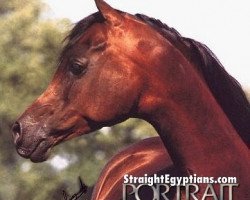 broodmare El Thay Tohfa ox (Arabian thoroughbred, 1983, from Jamil ox)