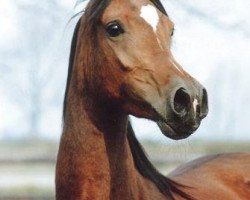 broodmare Thaisha ox (Arabian thoroughbred, 1988, from El Thay Masoud ox)