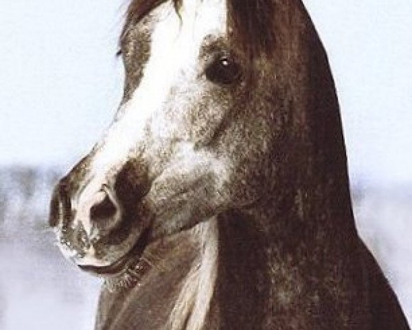 horse El Thay Shah Talal ox (Arabian thoroughbred, 1989, from El Thay Ibn Halim Shah ox)