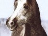 horse El Thay Shah Talal ox (Arabian thoroughbred, 1989, from El Thay Ibn Halim Shah ox)