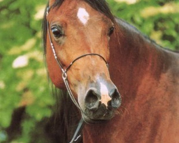 broodmare El Thay Thaiba (Arabian thoroughbred, 1992, from El Thay Mameluk EAO)