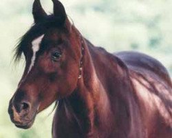 broodmare Tamara ox (Arabian thoroughbred, 1980, from Jamil ox)