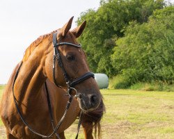 Zuchtstute Fiona Famina (Westfale, 2007, von First Final)