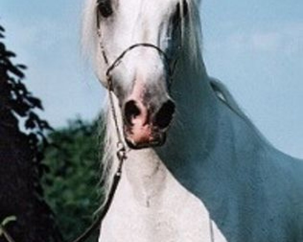 stallion El Thay Thamam ox (Arabian purebred, 1983, from Madkour I ox)