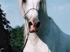 stallion El Thay Thamam ox (Arabian thoroughbred, 1983, from Madkour I ox)