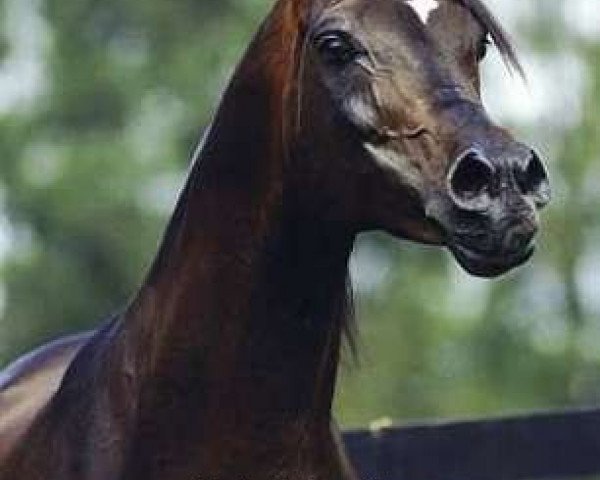 stallion Anaza Bay Shahh 1986 EAO (Arabian thoroughbred, 1986, from Shaikh Al Badi 1969 ox)