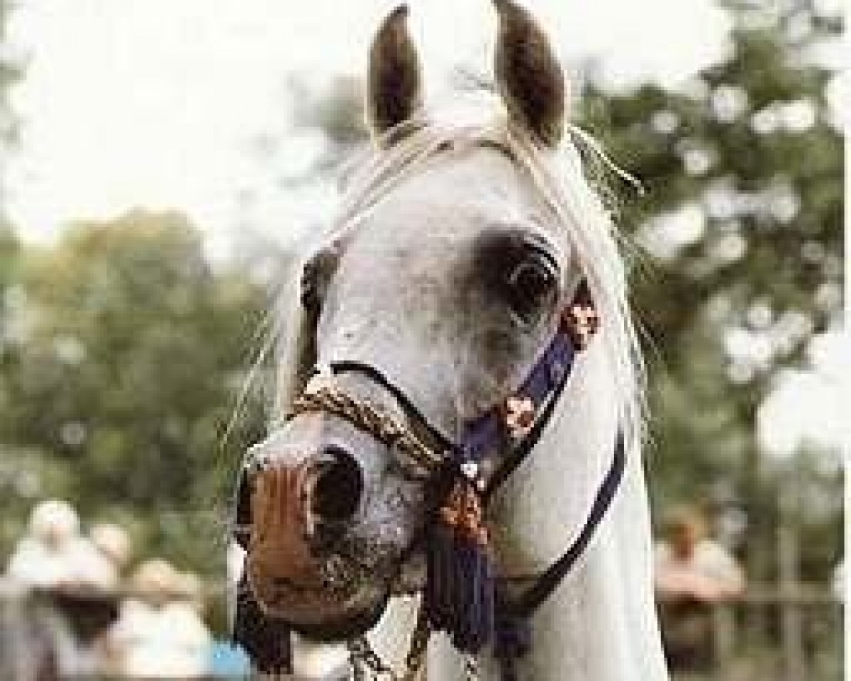 stallion Malik 1970 EAO (Arabian purebred, 1970, from Hadban Enzahi 1952 EAO)