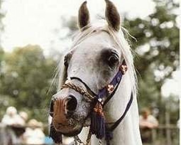 stallion Malik 1970 EAO (Arabian thoroughbred, 1970, from Hadban Enzahi 1952 EAO)