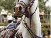 stallion Malik 1970 EAO (Arabian thoroughbred, 1970, from Hadban Enzahi 1952 EAO)