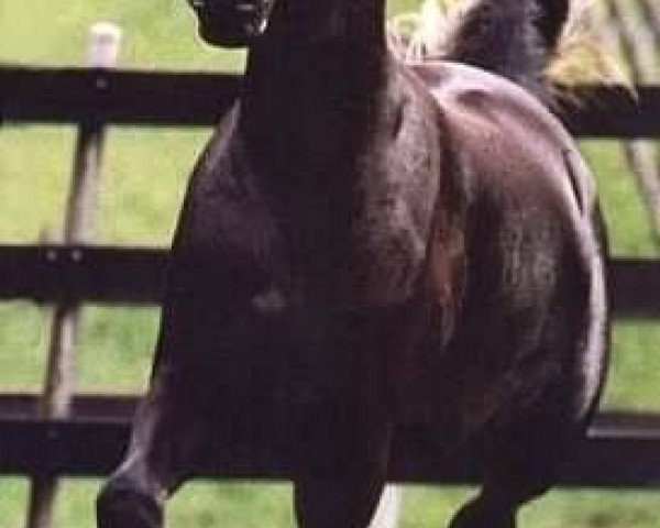 Pferd Simeon Sokaret ox (Vollblutaraber, 1994, von Simeon Sadik 1989 EAO)