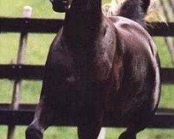 horse Simeon Sokaret ox (Arabian thoroughbred, 1994, from Simeon Sadik 1989 EAO)