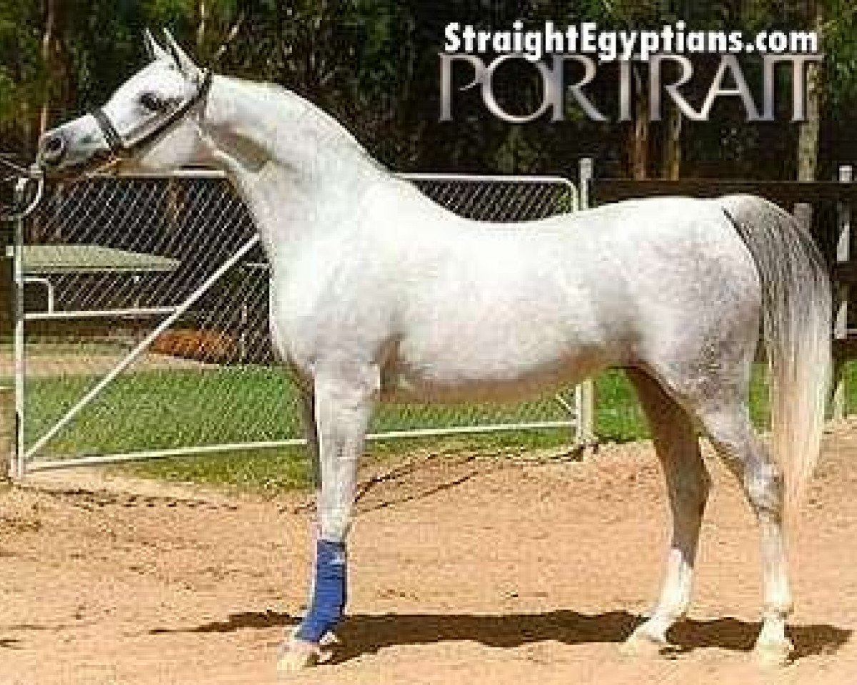 broodmare Simeon Shuala EAO (Arabian purebred, 1990, from Simeon Shai 1984 ox)