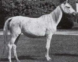 broodmare Looza ox (Arabian thoroughbred, 1969, from Anter 1946 EAO)