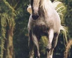 stallion Simeon Seren EAO (Arabian thoroughbred, 1988, from Simeon Shai 1984 ox)