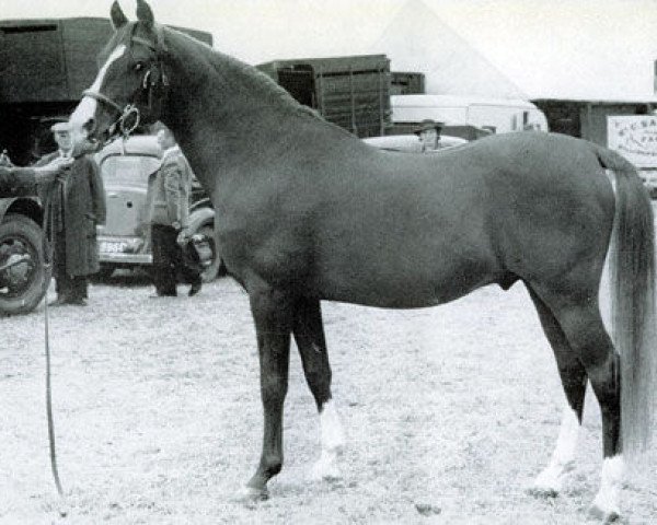 stallion Shihab EAO (Arabian thoroughbred, 1935, from Algol ox)