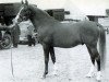stallion Shihab EAO (Arabian thoroughbred, 1935, from Algol ox)