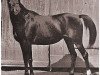 broodmare Dahna ox (Arabian thoroughbred, 1883, from Kars 1874 DB)