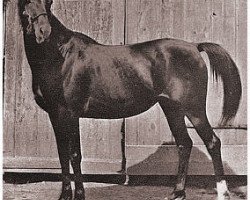 broodmare Dahna ox (Arabian thoroughbred, 1883, from Kars 1874 DB)