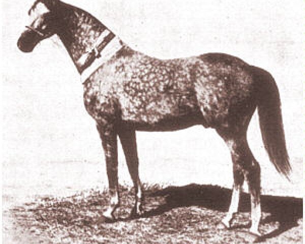 stallion Sirdar ox (Arabian thoroughbred, 1930, from Shahzada 1913 ox)