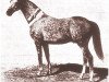 stallion Sirdar ox (Arabian thoroughbred, 1930, from Shahzada 1913 ox)