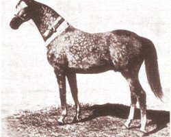 stallion Sirdar ox (Arabian thoroughbred, 1930, from Shahzada 1913 ox)