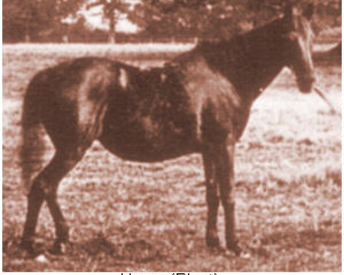 broodmare Hagar 1872 DB (Arabian purebred, 1872)