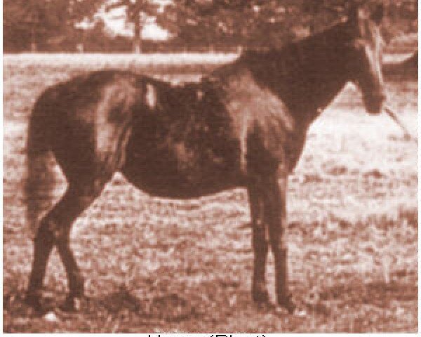 broodmare Hagar 1872 DB (Arabian thoroughbred, 1872)